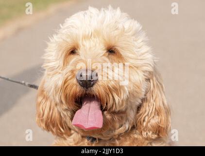 Cani a piedi nel Parco Foto Stock