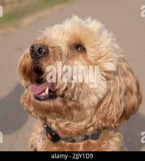 Cani a piedi nel Parco Foto Stock