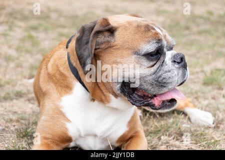 Cani a piedi nel Parco Foto Stock