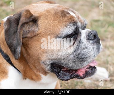 Cani a piedi nel Parco Foto Stock