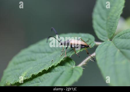 strangalia coleottero su una foglia Foto Stock