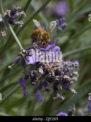 Miele Bee raccolta Nectar da Lavanda Foto Stock
