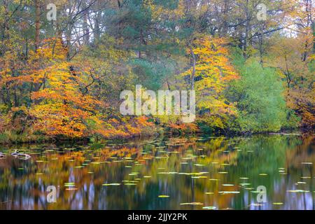 Riflesso di autunnale, foglie di caduta e alberi in Inghilterra, Regno Unito Foto Stock