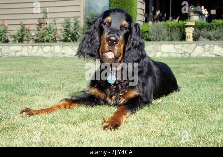 Gordon Setter posa in erba in cortile Foto Stock