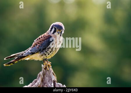 American gheppio (Falco sparverius) seduti su un mullein Foto Stock