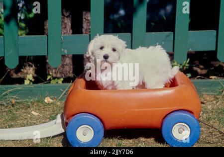 Havanese in auto giocattolo Foto Stock