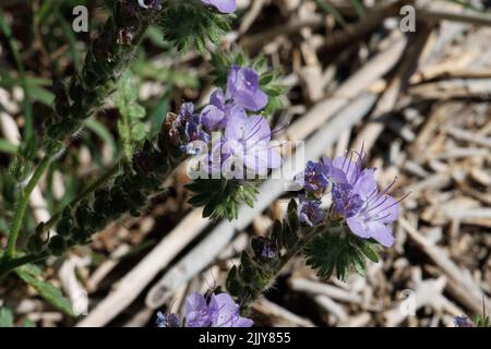 La fioritura viola determina le inflorescenze di cime elicoide di Phacelia Distans, Boraginaceae, nativo annuale nel deserto di Anza Borrego, Springtime. Foto Stock