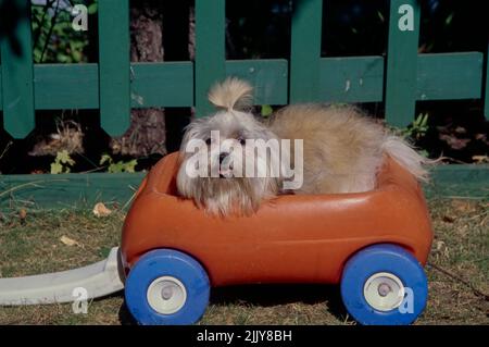 Havanese in auto giocattolo Foto Stock