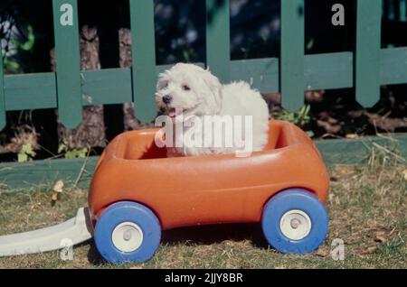 Havanese in auto giocattolo Foto Stock
