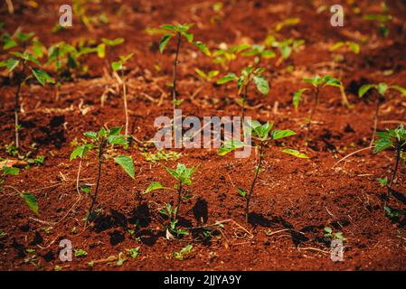 Kava, pianta africana nel giardino piantato in Africa nella città di iten. Agricoltura in Kenya Foto Stock