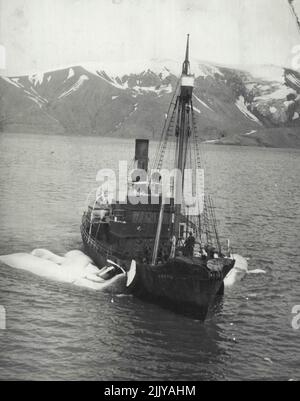 Prima Foto Wilkins-Hearst Antartico spedizione -- Un whaler che traina diverse balene verso l'inganno, dopo una giornata di successo in mare. Marzo 14, 1929. Foto Stock