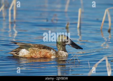 Shoveler settentrionale (Anas clypeata), maschio Foto Stock