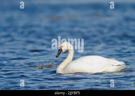La tundra Swan (Cygnus columbianus) Foto Stock