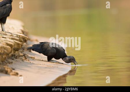 Avvoltoi nero (Coragyps atratus) bere dal fiume Cuiaba Foto Stock