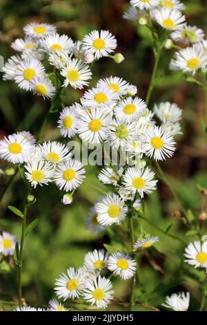 Einjähriges Berufkraut (Erigeron annuus), auch Weißes Berufkraut, Feinstrahl Foto Stock