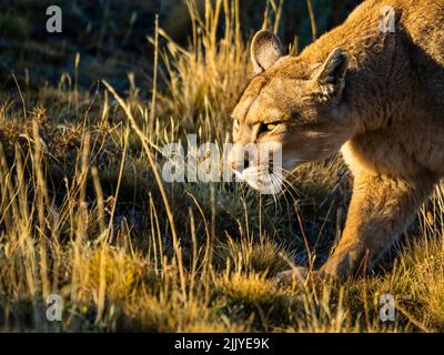 In prugne, Caccia, Puma (concolor Puma), Parco Nazionale Torres del Paine, Patagonia, Cile Foto Stock