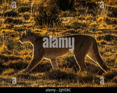 In prugne, Caccia, Puma (concolor Puma), Parco Nazionale Torres del Paine, Patagonia, Cile Foto Stock