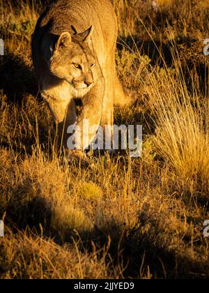 Sul promwl al tramonto, Puma (concolor Puma), Parco Nazionale Torres del Paine, Patagonia, Cile Foto Stock