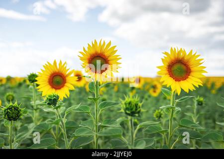 Campo di girasole e closeup cielo blu. Fotografia di paesaggio Foto Stock