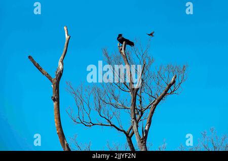 Un Noisy Miner australiano (Manorina melanocephala) che tenta di attaccare un Raven australiano (Corvus coronoides) a Sydney, NSW, Australia (Foto di Tara C Foto Stock