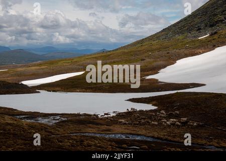 Una mandria di renne nelle montagne innevate di Jamtland, Svezia, su un sentiero escursionistico tra le stazioni di Nedalshytta e Sylarna Mountain. Foto Stock