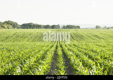 File di mais verde e ondate dei campi agricoli dell'Ucraina. Background agricolo Foto Stock