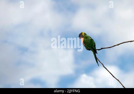 Un arcobaleno Lorikeet (Trichoglossus moluccanus) arroccato sul ramo di un albero a Sydney, NSW, Australia (Foto di Tara Chand Malhotra) Foto Stock