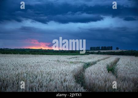 Spikelets di grano maturo su campo rurale di fronte cielo scuro sera con nuvole piovose. Paesaggio industriale e naturale. Ucraina, Europa Foto Stock