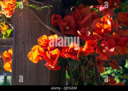 Fiori di arancio fierato di bougainvillea butiana Foto Stock