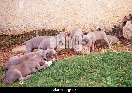 I cuccioli di Weimaraner all'esterno accanto al muro di pietra all'esterno masticando su asciugamano e palla Foto Stock