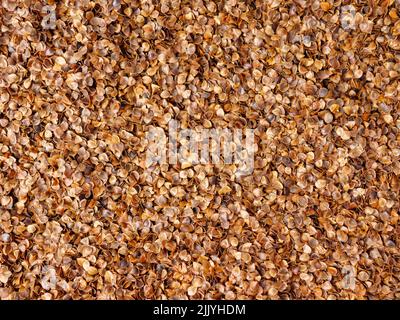 Primo piano foto di bucce di grano saraceno organico utilizzato come ripieno per cuscino di grano saraceno Foto Stock