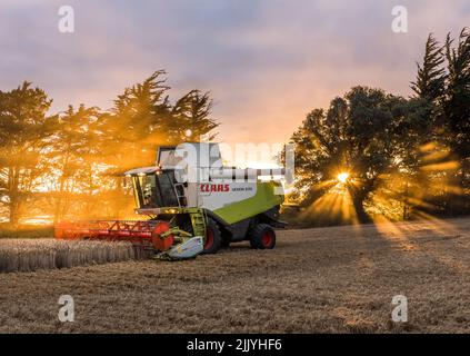 Ballinacurra, Cork, Irlanda. 28th luglio 2022. Azienda agricola Michael Holland vendemmiando il grano invernale in tarda serata sulla fattoria di Alan Navratil a Ballinacurra, Co. Cork, Irlanda. - Credit; David Creedon / Alamy Live News Foto Stock