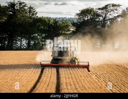 Ballinacurra, Cork, Irlanda. 28th luglio 2022. Azienda agricola Michael Holland vendemmiando il grano invernale in tarda serata sulla fattoria di Alan Navratil a Ballinacurra, Co. Cork, Irlanda. - Credit; David Creedon / Alamy Live News Foto Stock