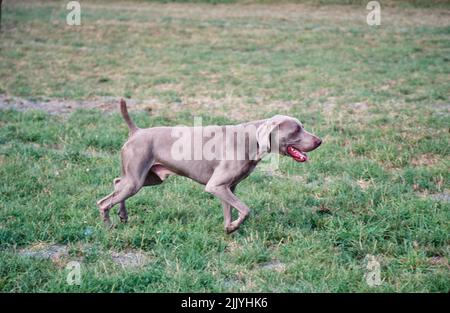 Weimaraner in esecuzione in campo erboso all'esterno Foto Stock