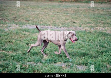 Weimaraner in esecuzione in campo erboso all'esterno Foto Stock