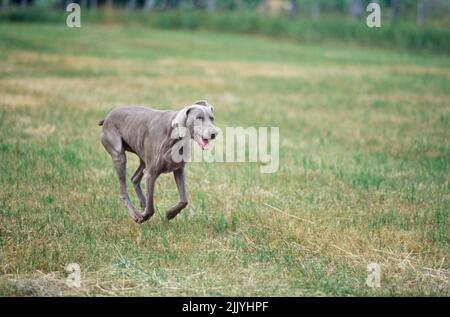 Weimaraner in esecuzione in campo erboso all'esterno Foto Stock