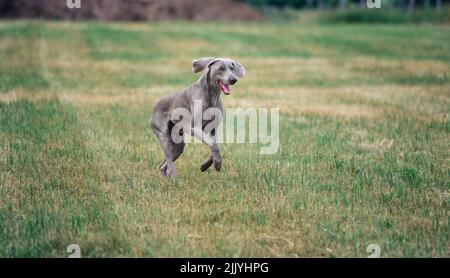 Weimaraner in esecuzione in campo erboso all'esterno Foto Stock