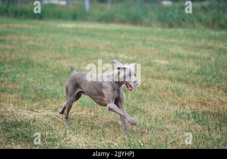 Weimaraner in esecuzione in campo erboso all'esterno Foto Stock