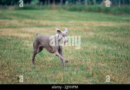 Weimaraner in esecuzione in campo erboso all'esterno Foto Stock