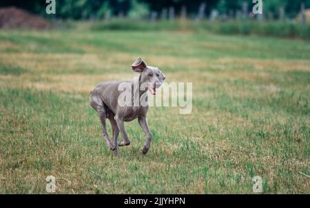 Weimaraner in esecuzione in campo erboso all'esterno Foto Stock