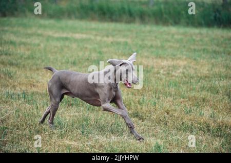 Weimaraner in esecuzione in campo erboso all'esterno Foto Stock