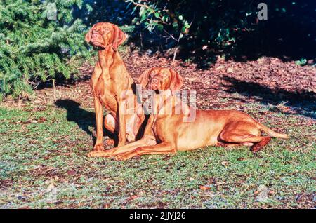 Due Vizslas all'esterno di fronte ai pini Foto Stock