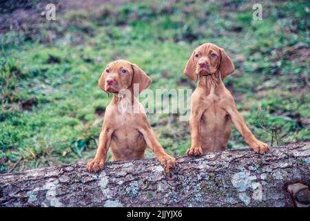 Due cuccioli Vizsla seduti su un tronco d'albero Foto Stock