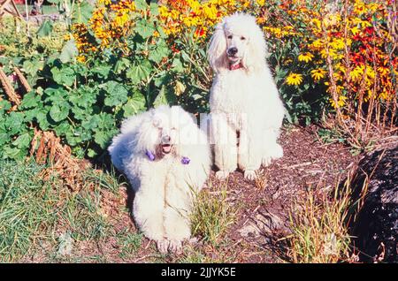 Due cani standard per cuccioli in giardino Foto Stock