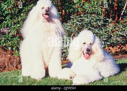 Due cani standard per barbatelle in erba Foto Stock