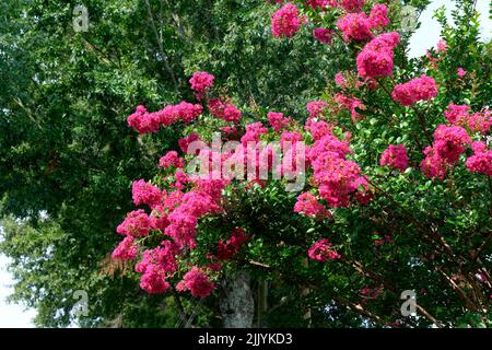 Rosa crepe Myrtle Blooms Foto Stock