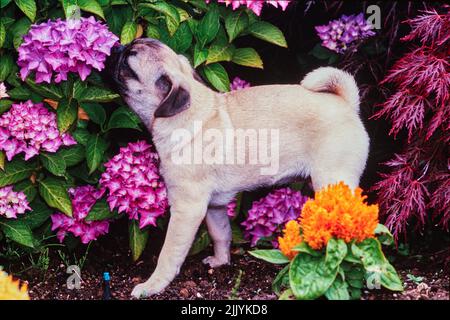 Un cane pug che odora fiori Foto Stock