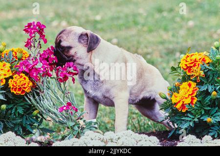 Un cane pug che odora fiori Foto Stock