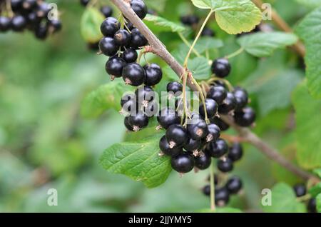 Primo piano di bacche di ribes nero mature con lievito verde su un ramo. Concetto di coltivazione del proprio cibo biologico. Foto Stock