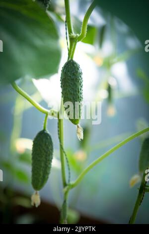 Cetrioli crescenti nel giardino. La crescita e la fioritura di cetrioli serra. Serra biologica piena di piante di cetrioli. Foto Stock